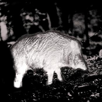 PARD Predator 640 LRF Wärmebild-Vorsatzgerät